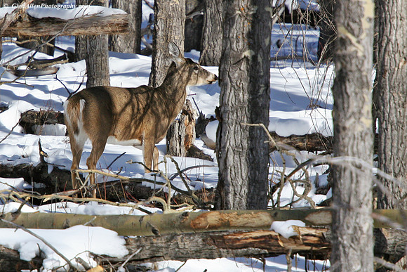 White-tailed deer
