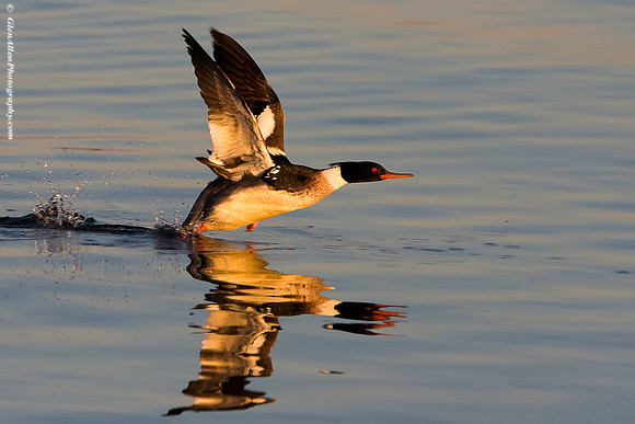 Red-breasted Merganser