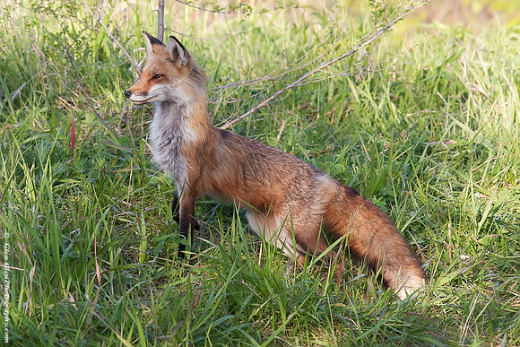 Fox