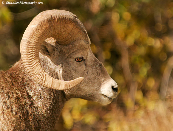 Big Horn Sheep