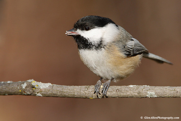 Black-capped Chickadee