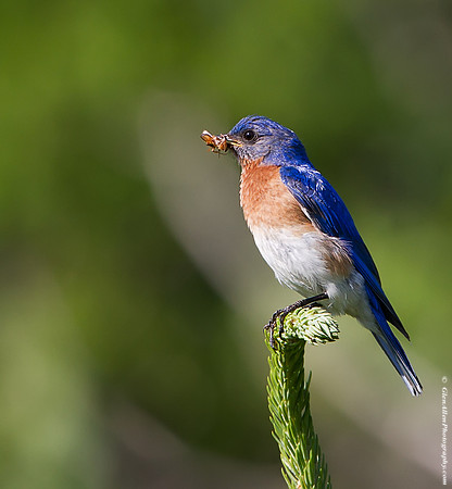 Eastern Bluebird