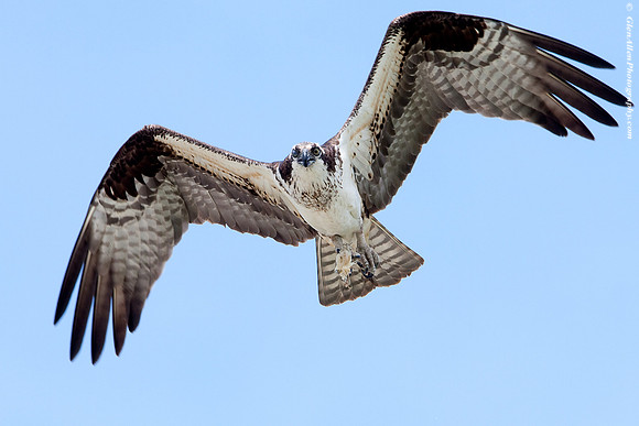 Osprey