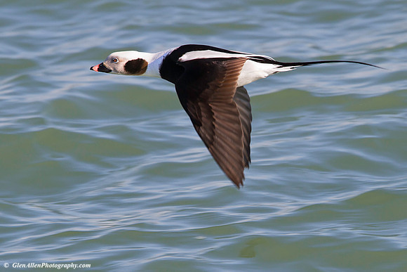 Long-tailed Duck