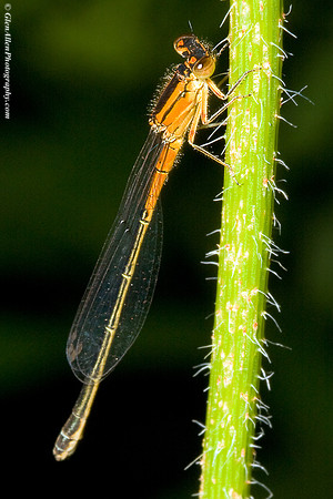 Orange Damselfly