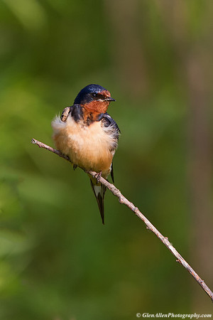 Barn Swallow