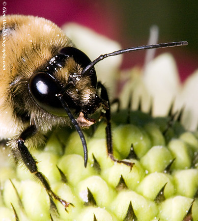 Bumble Bee