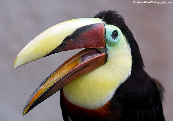 Chestnut Mandibill Toucan