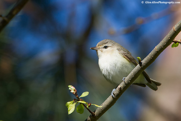 Warbling Vireo