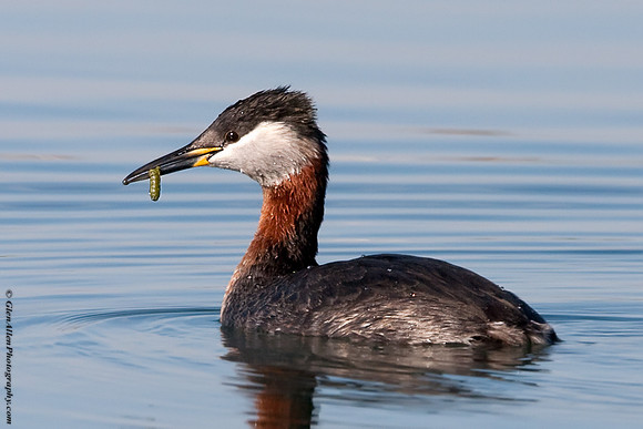 Red-necked Grebe