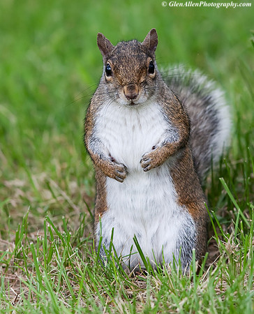 Eastern Gray Squirrel