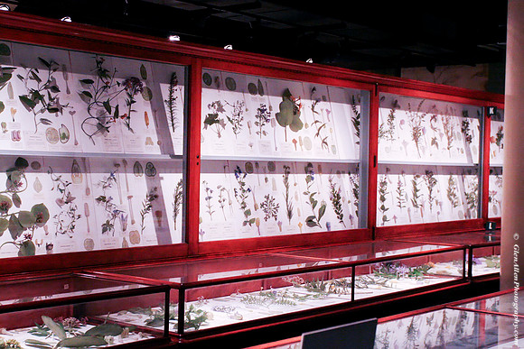 Harvard Museum of Natural History