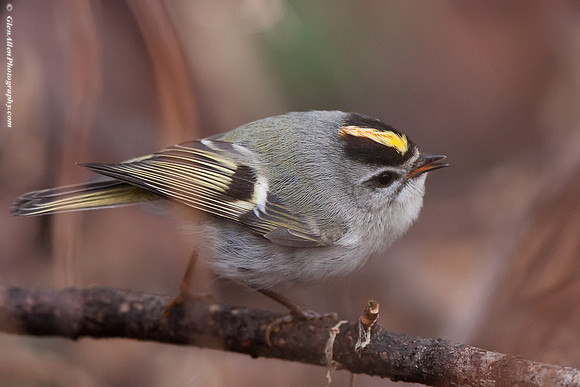 Golden-crowned Kinglet
