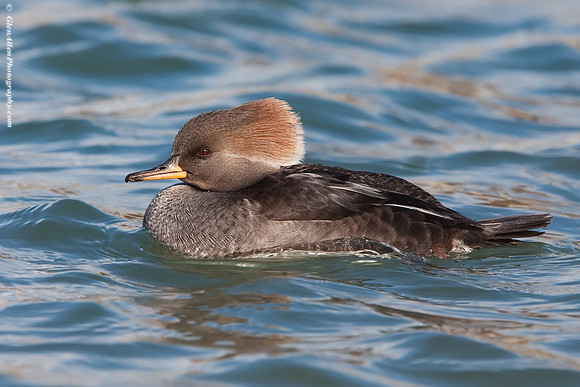 Hooded Merganser