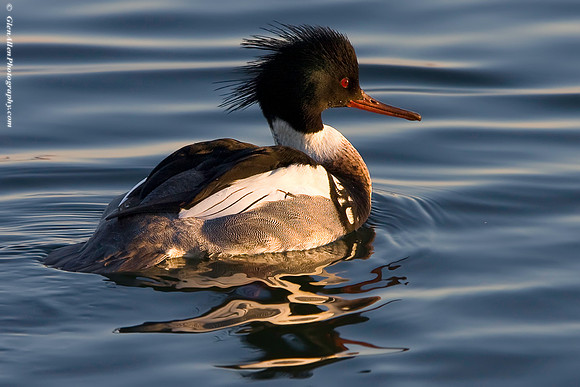 Red-breasted Merganser
