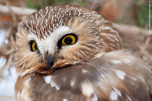 Northern Saw-whet Owl