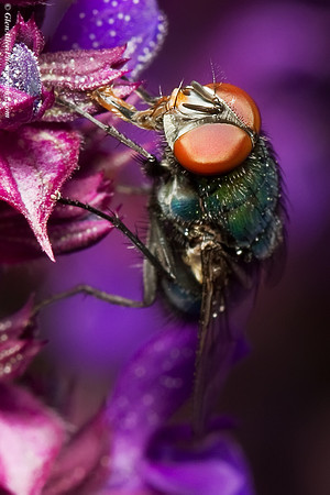 Green Bottle fly
