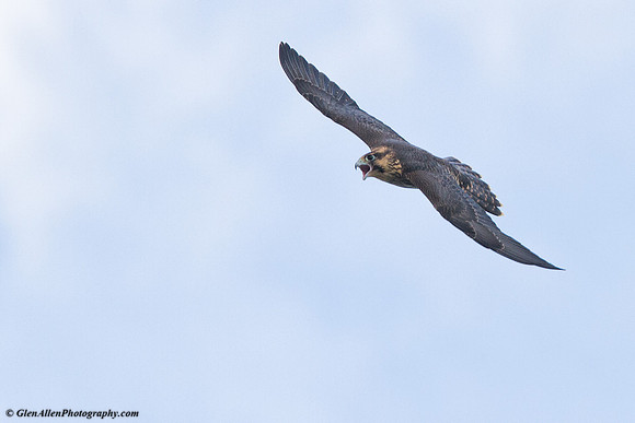 Peregrine Falcon