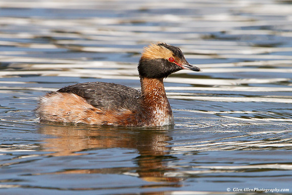 Horned Grebe