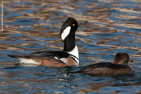 Hooded Merganser