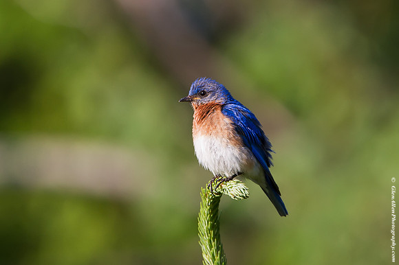 Eastern Bluebird
