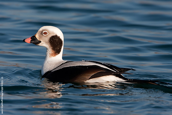 Long-tailed Duck
