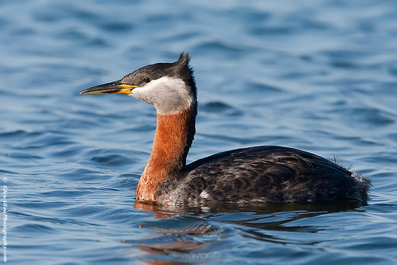 Red-necked Grebe