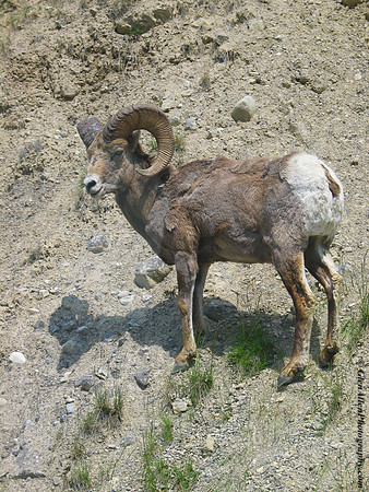 Big Horn Sheep