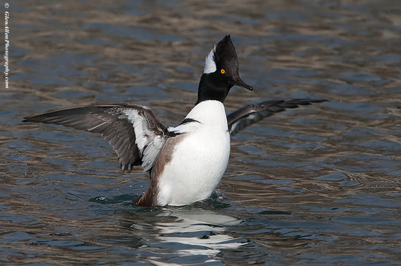 Hooded Merganser