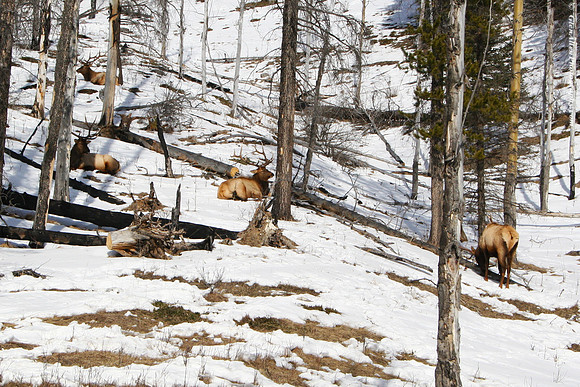 Elk