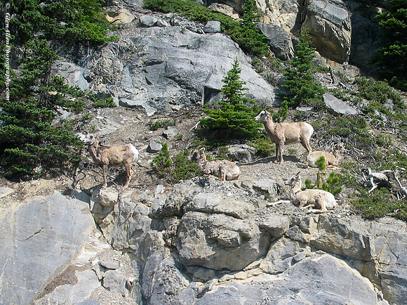 Big Horn Sheep
