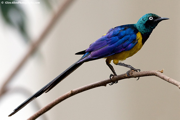Royal Starling