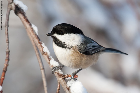 Black-capped Chickadee