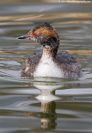 Horned Grebe