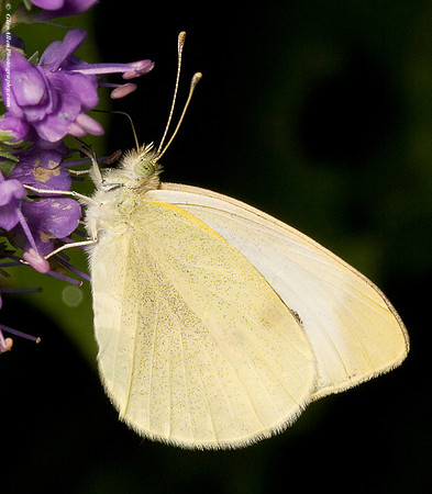 Cabbage White