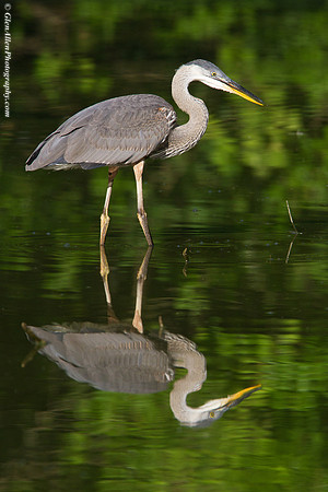 Great Blue Heron