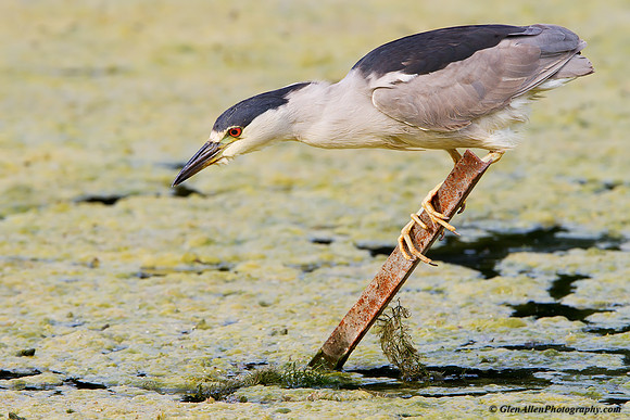 Black-crowned Night-Heron
