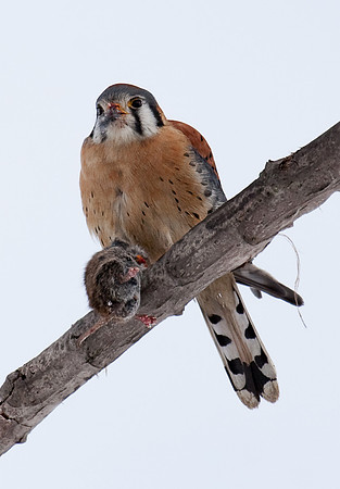 American Kestrel