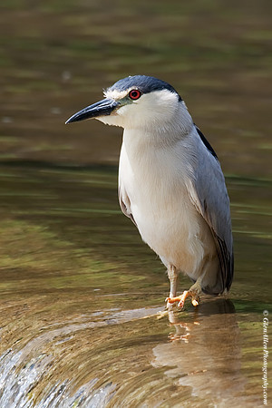 Black-crowned Night-Heron