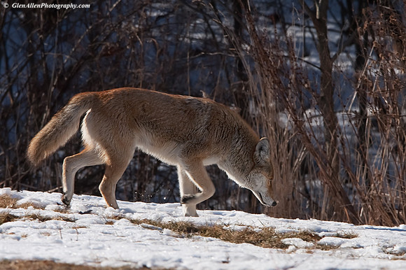 Coyote