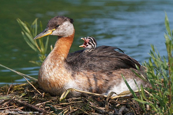 Red-necked Grebe