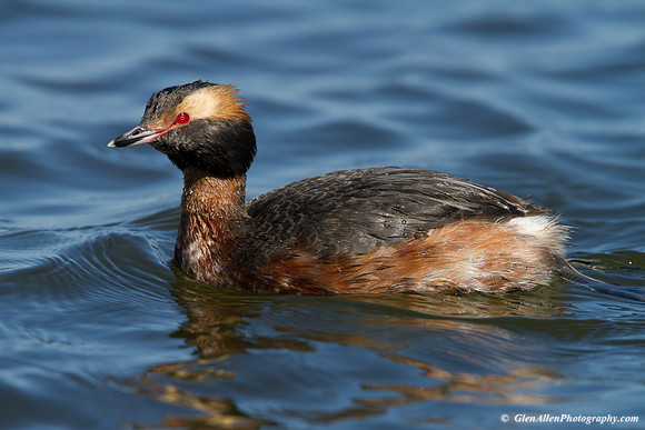 Horned Grebe