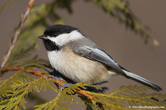 Black-capped Chickadee