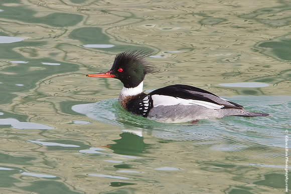 Red-breasted Merganser