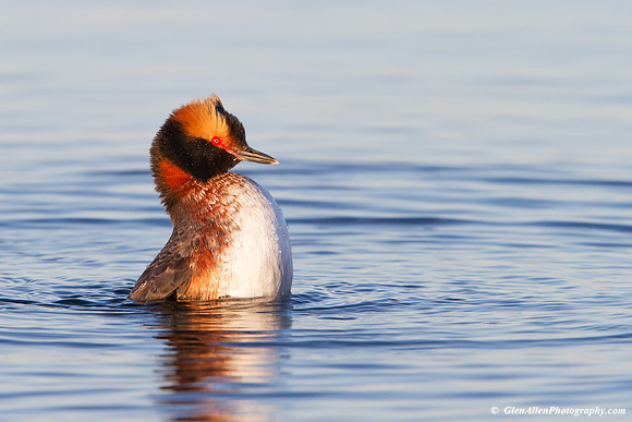 Horned Grebe