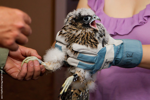 Peregrine Falcon - Legacy