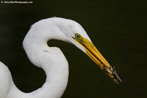 Great Egret