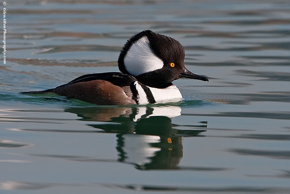 Hooded Merganser