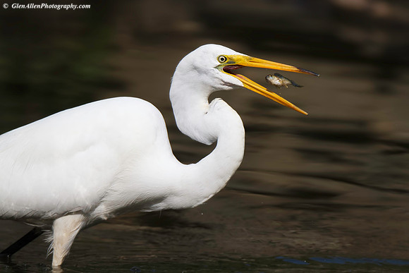 Great Egret