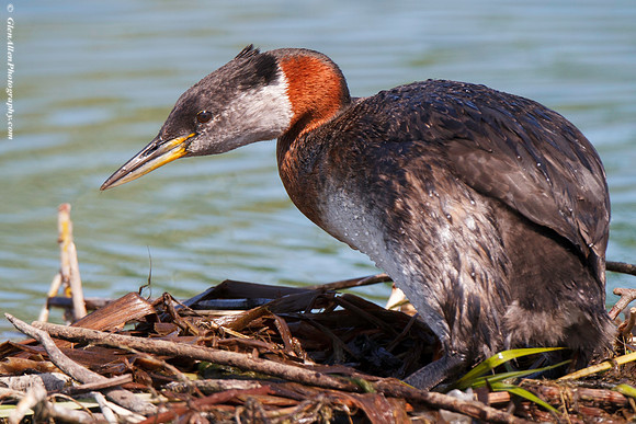 Red-necked Grebe